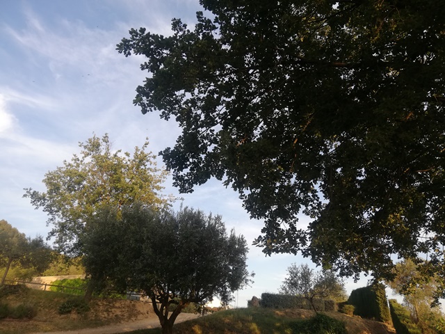 arbresbosc mediterrani ca nOliver sostenibilitat