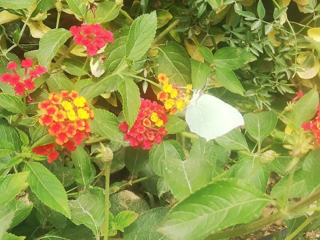 flors i papallona2