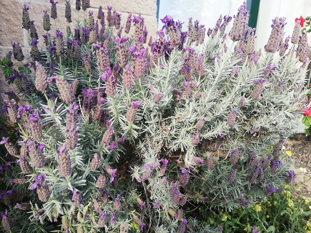 lavanda ca noliver