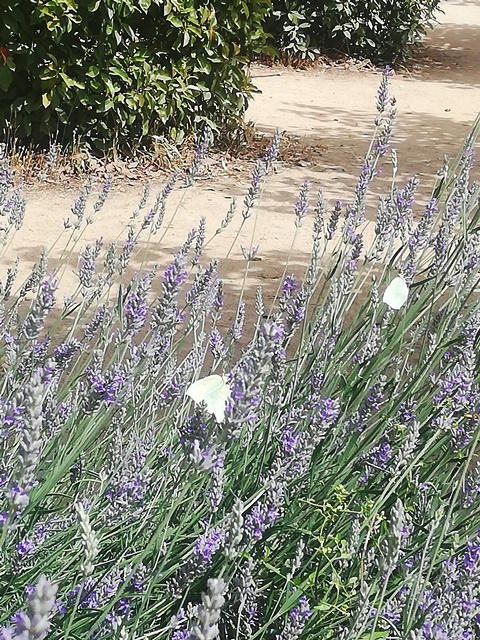 lavanda i papallona sostenibilitat ca nOliver