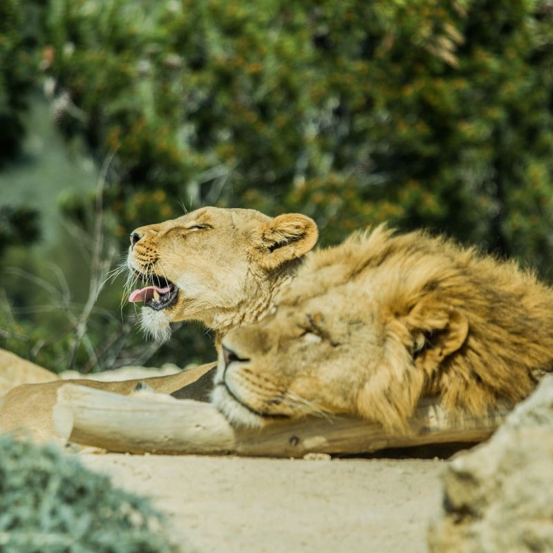 Reserva Africana Sigean