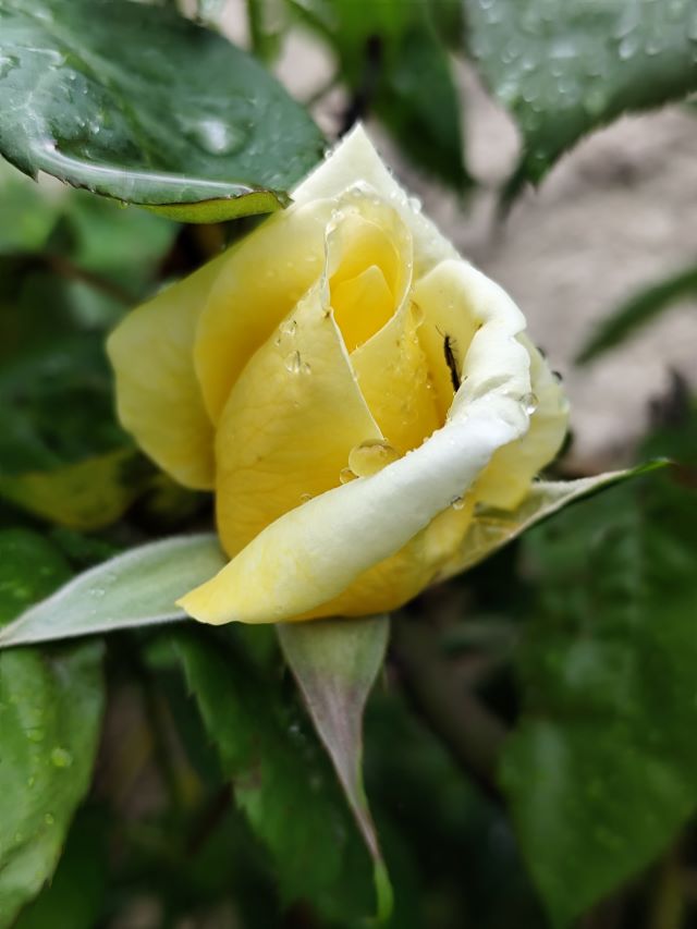 rosa groga sant jordi 25
